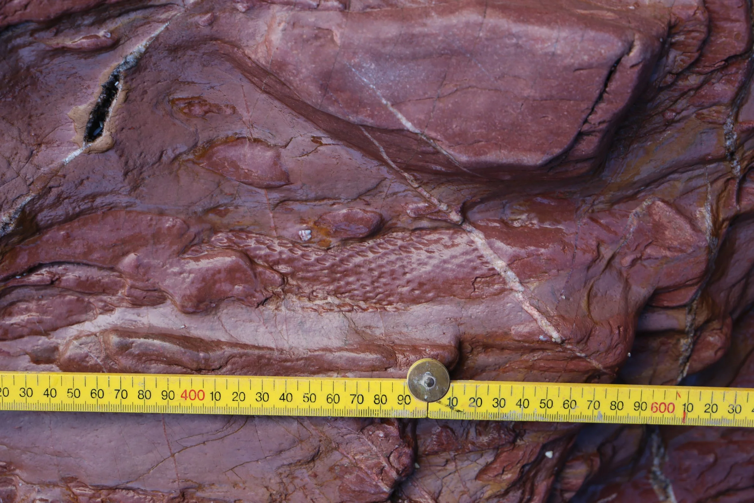 377-million-year-old fossilised tree unveiled
