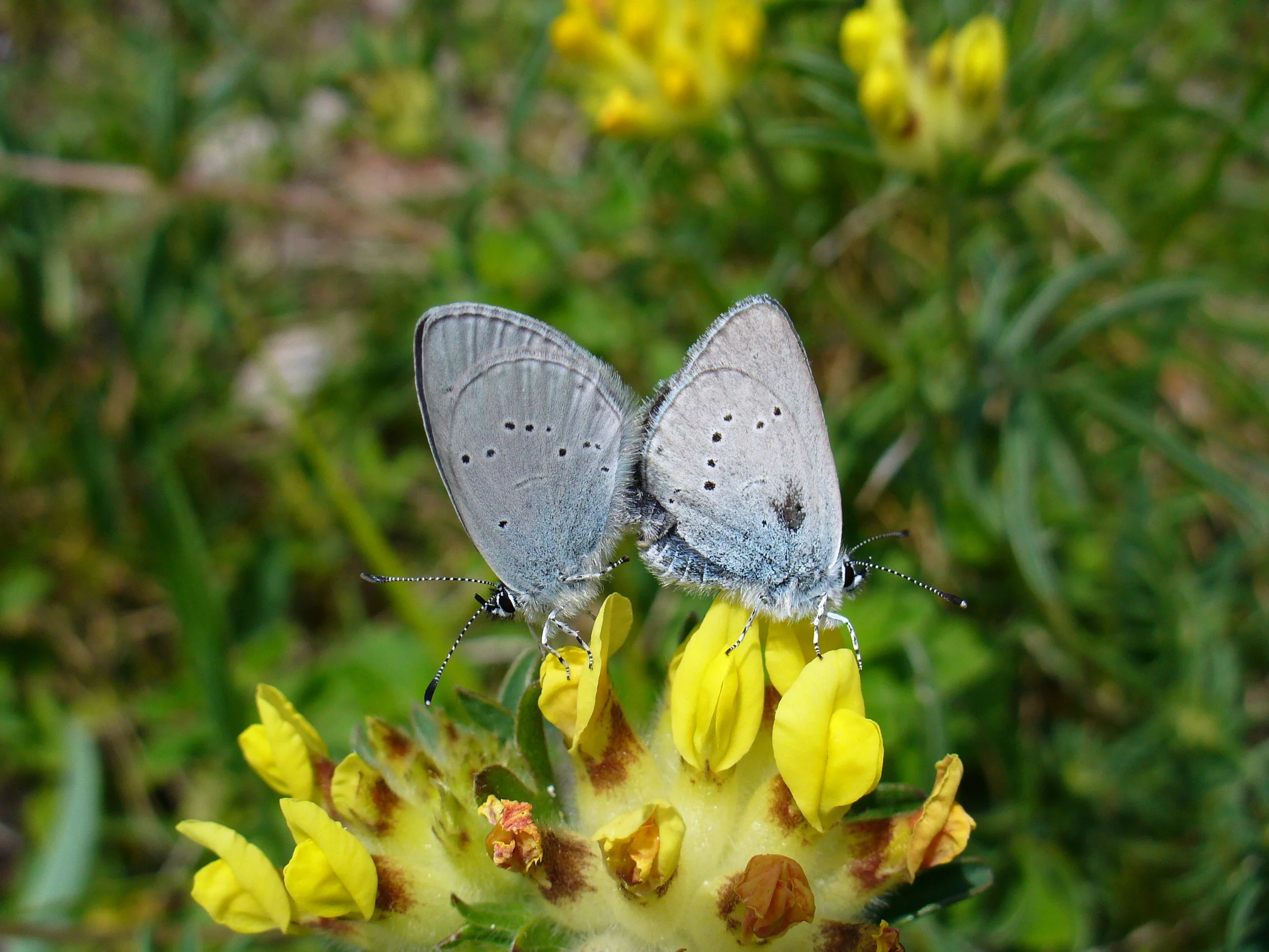 A grey butterfly with black spots on its wings perched on a yellow flower blossom with a green blurred background.