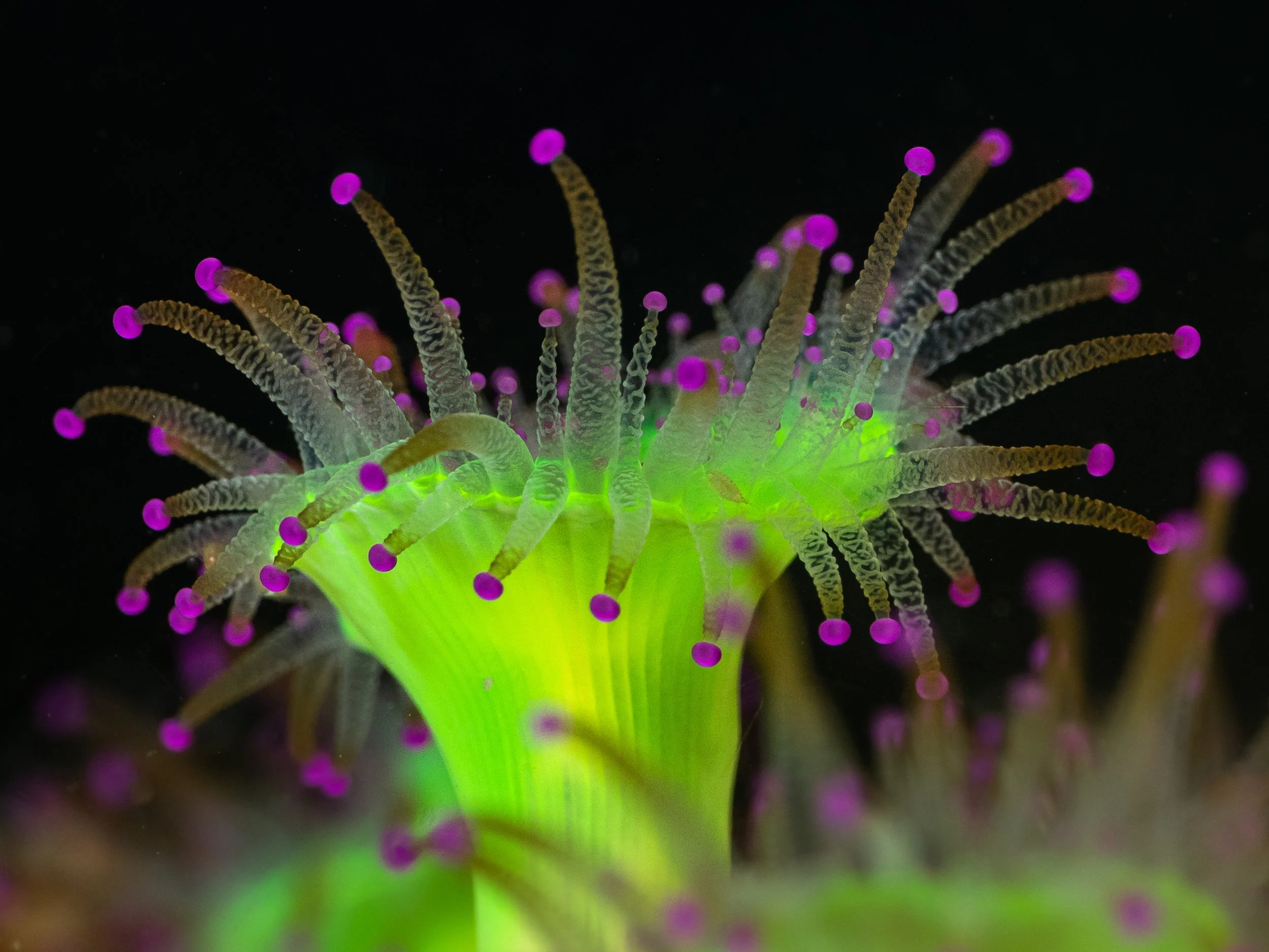 Close-up of a fluorescent underwater creature with glowing purple tips on its tentacle-like structures, and a bright green body against a black background.