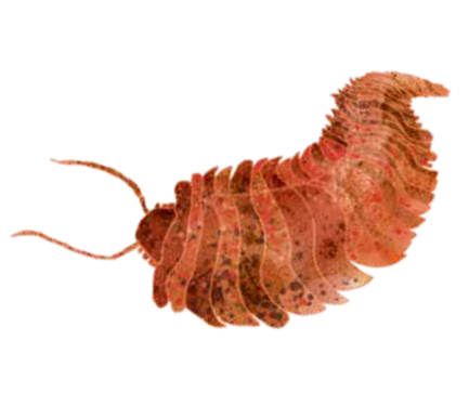 Close-up of a curled, textured, reddish-pink centipede-like creature with antennae.