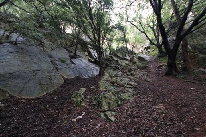 A dirt trail in a forested area with large rocks and trees on both sides, sunlight filtering through the leaves.
