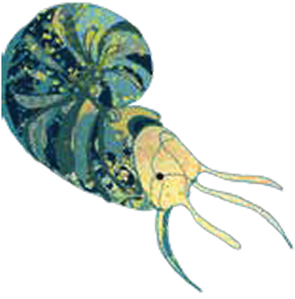 Illustration of a stylized hermit crab with a colorful shell and elongated claws.