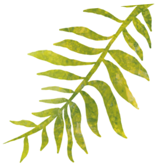 Green fern-like plant with elongated leaves.