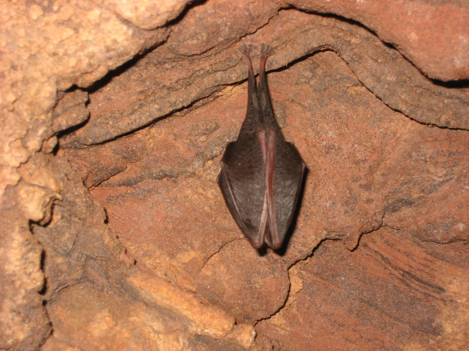 A leaf-footed bug on red and brown rocky surface.