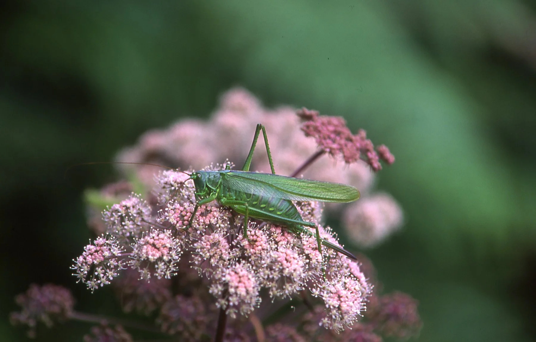 Close-up of a green insect, possibly a dragonfly, perched on pink and white flowering plant with blurred green background.