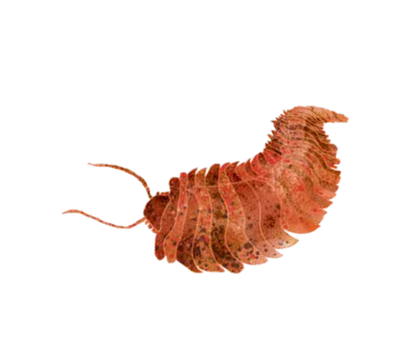 Close-up of a caterpillar with a segmented body and small legs on a black background.