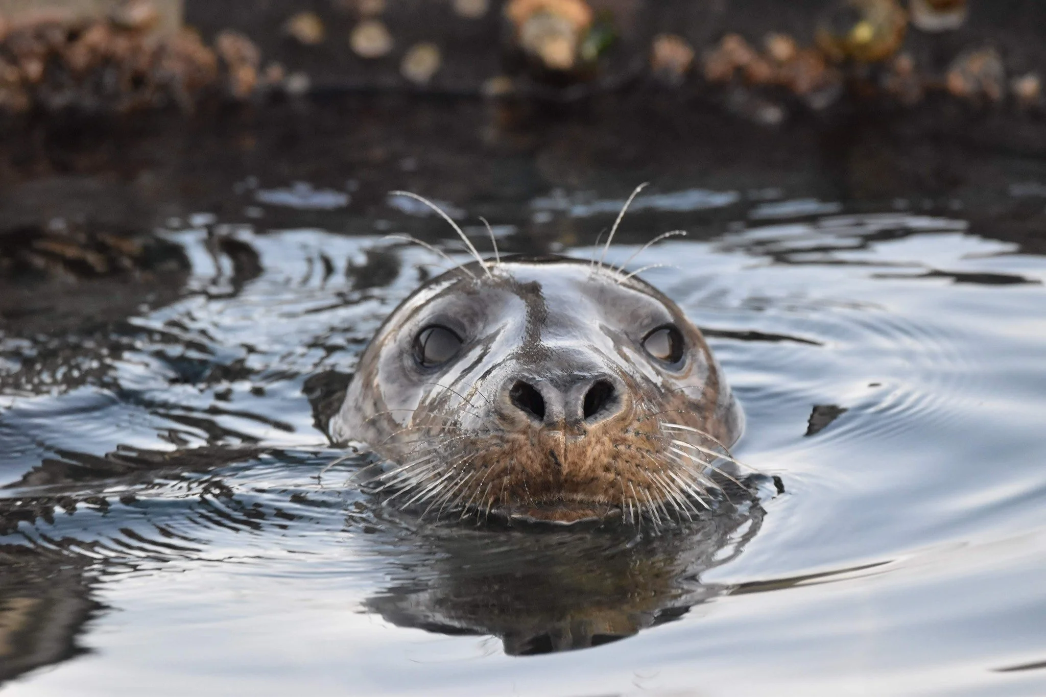 A close-up of a seal's face emerging from water, with rocks in the background.