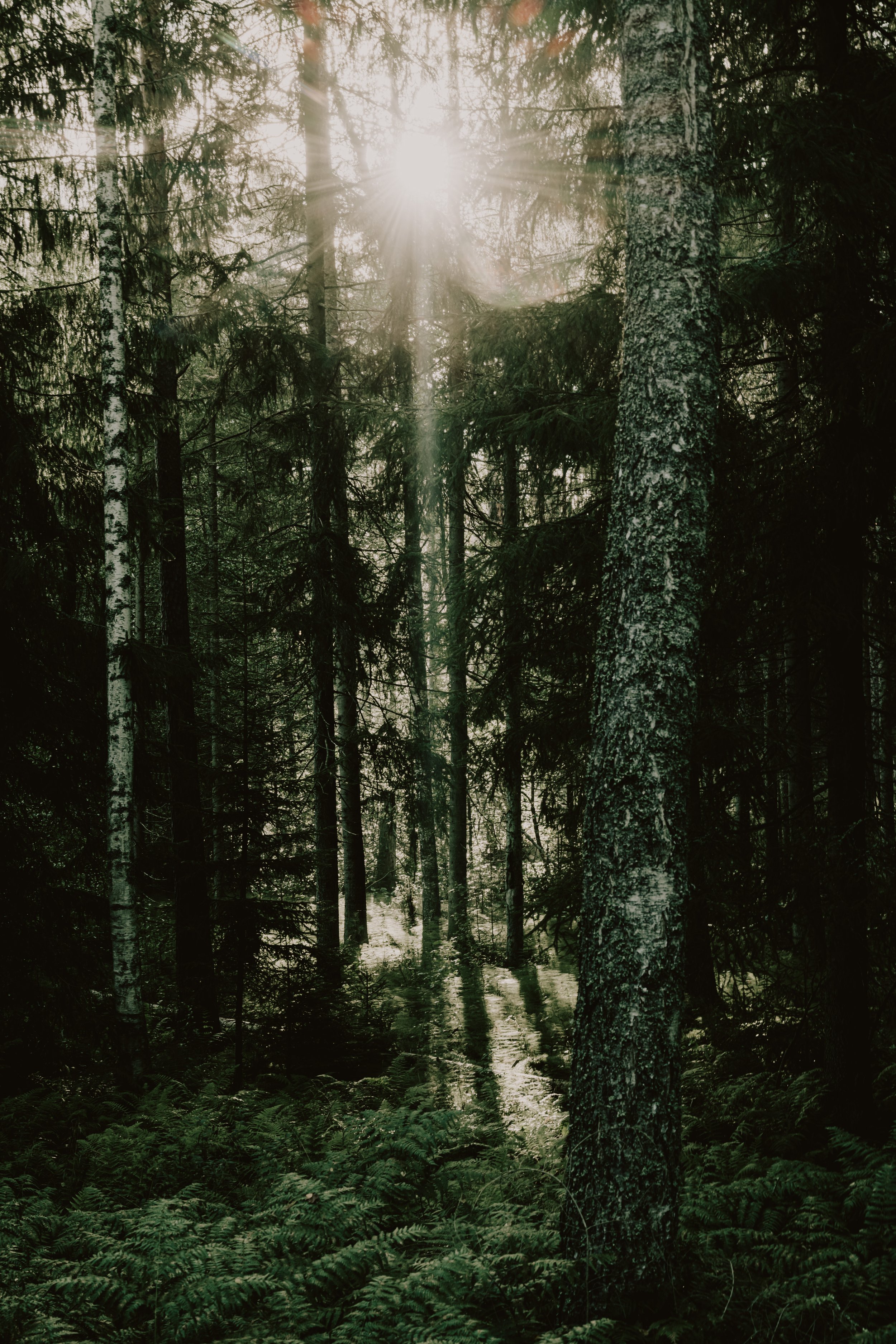 Sunny forest scene with tall trees, including birch trees with white bark and dark green leaves. Sunlight filters through the trees, creating rays of light and illuminating the undergrowth of ferns and plants near a small water creek.