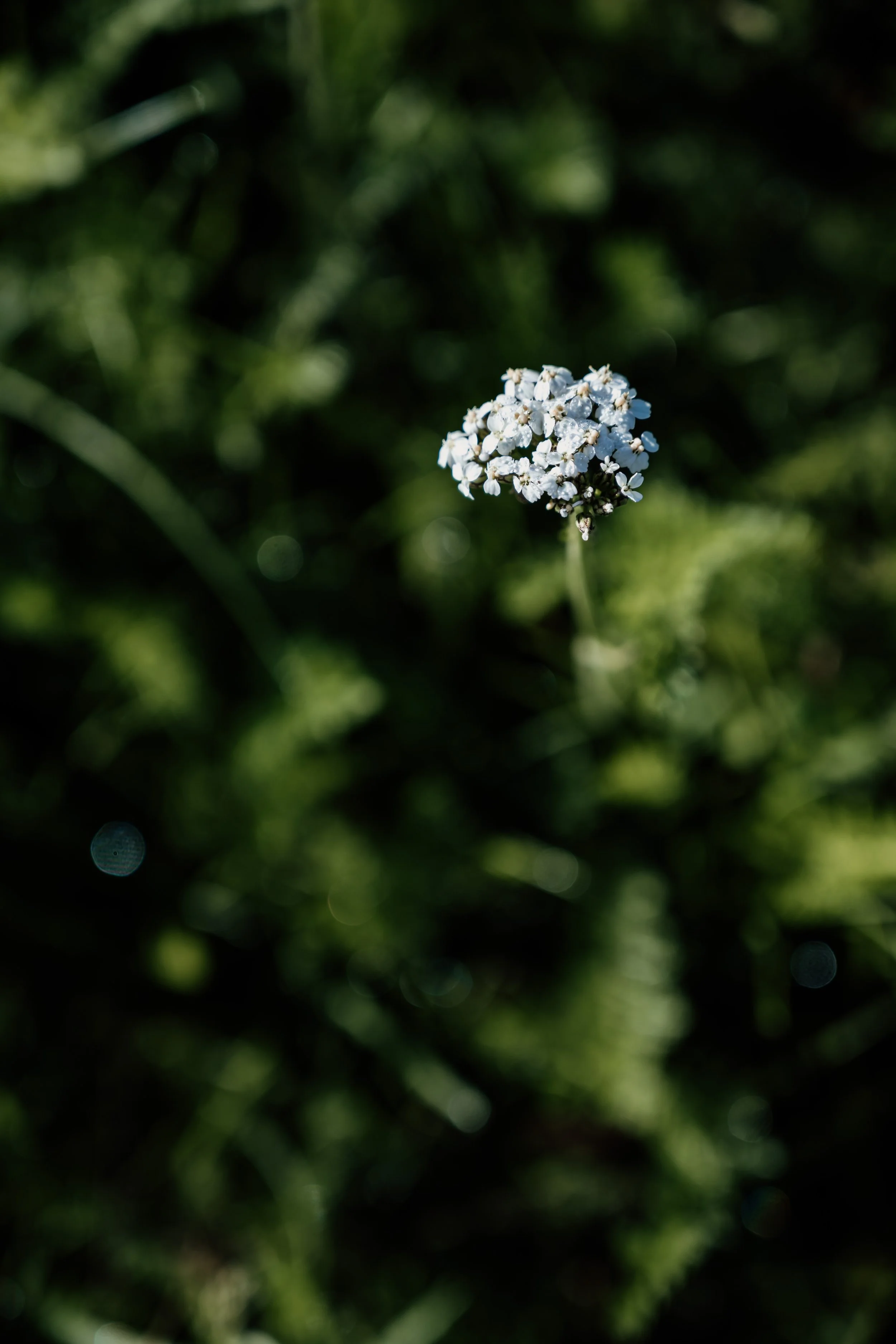 Close-up of a small white flower cluster with a blurred green leafy background.