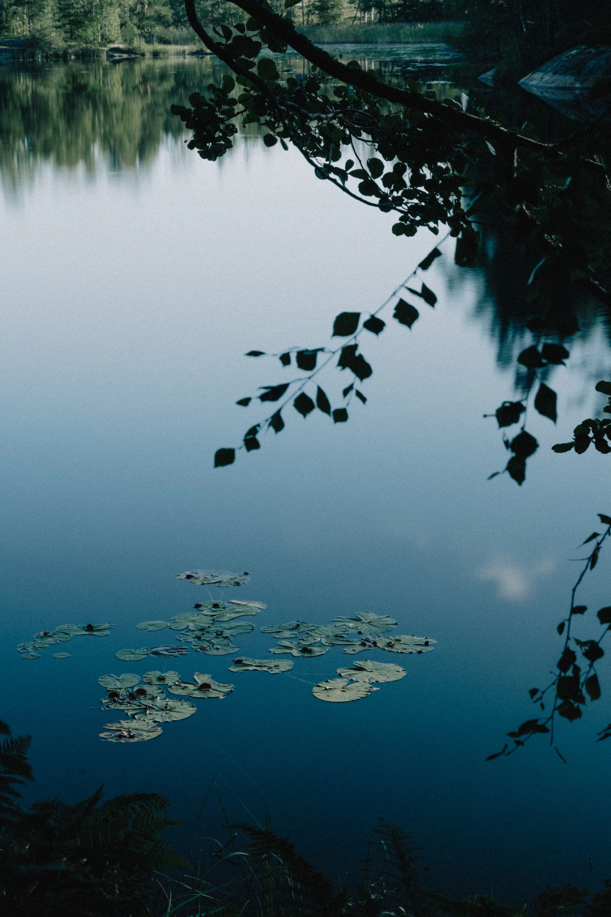 A peaceful lake scene at dusk with lily pads on the water, reflected trees along the shoreline, and overhanging branches in the foreground.