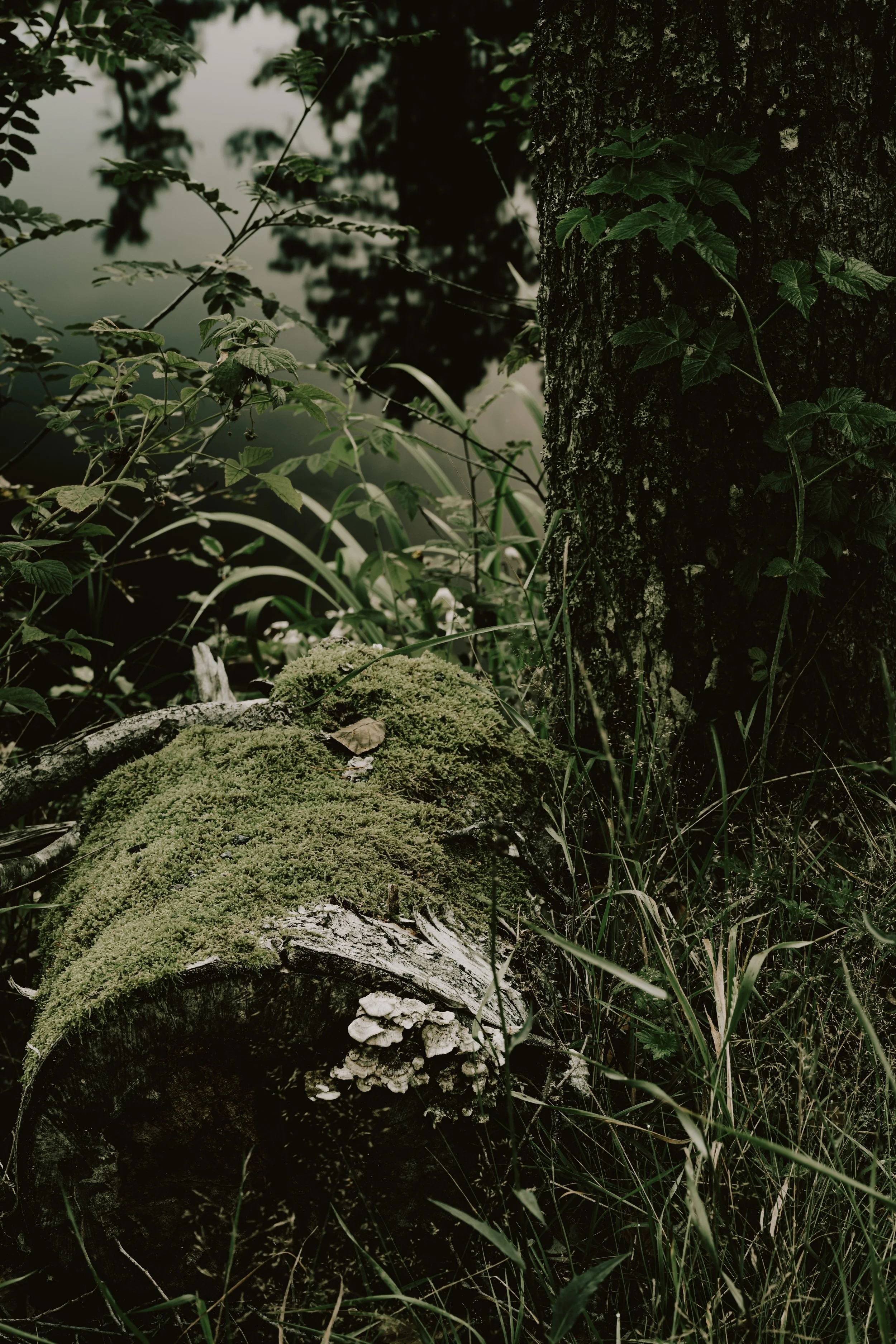A moss-covered log lying near a small pond surrounded by green plants and a tree trunk with climbing leaves.
