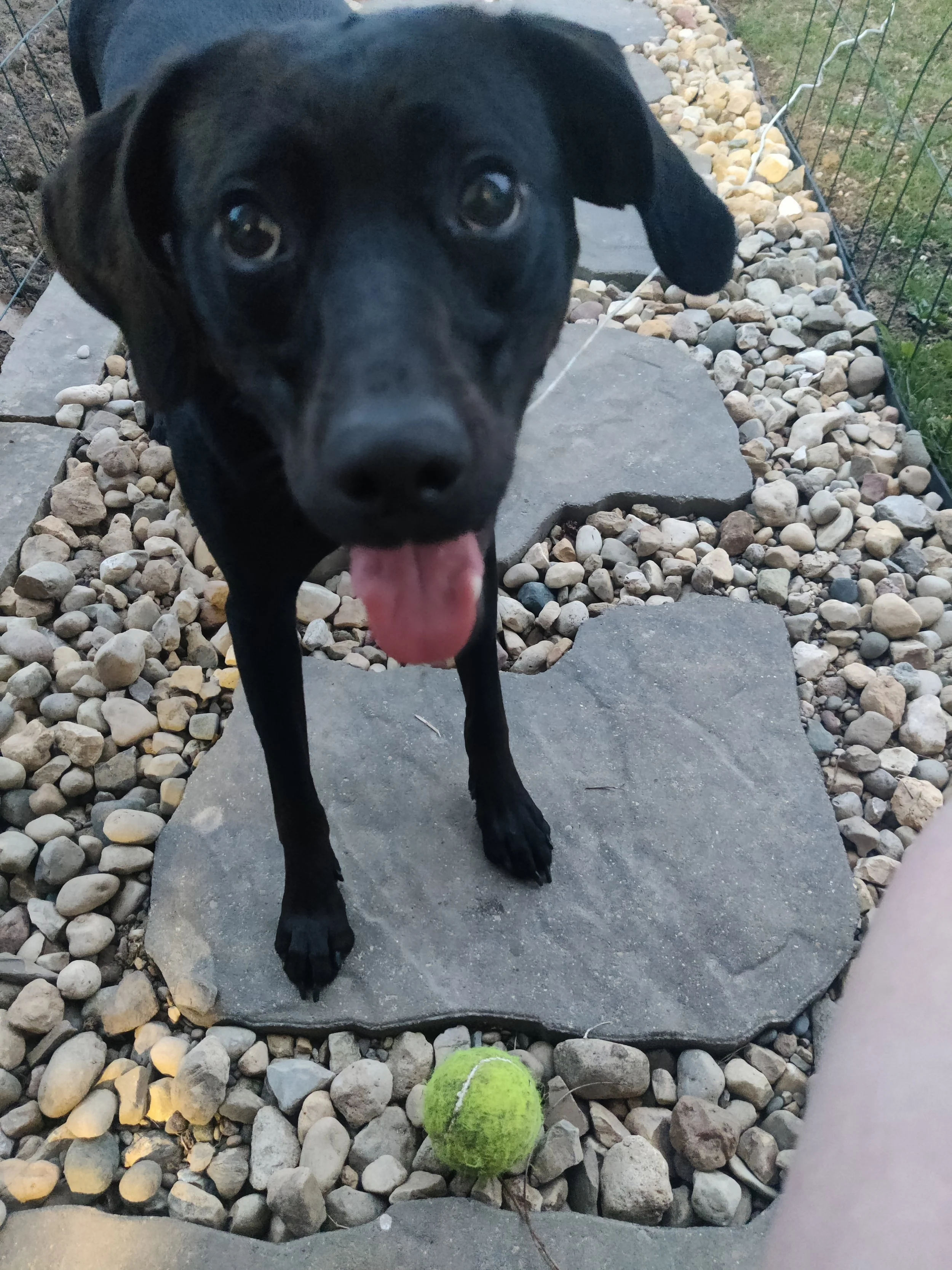 A black dog with floppy ears and big eyes standing on a stone pathway outside, with a tennis ball nearby on the ground.