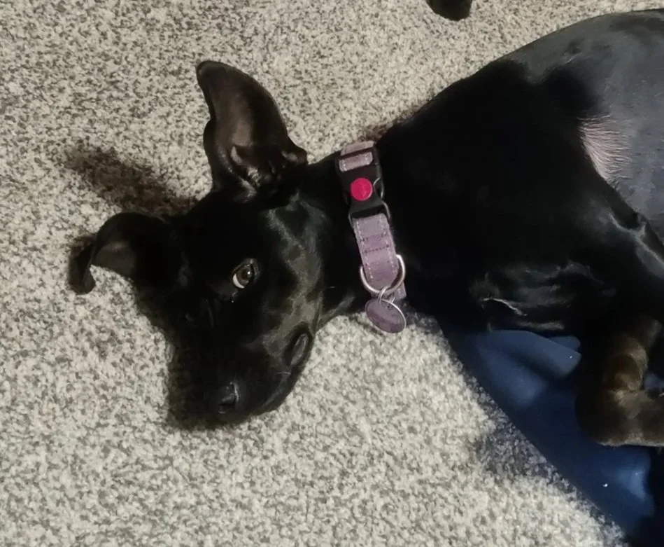 Black dog lying on a carpeted floor, wearing a collar, with one eye partially closed.
