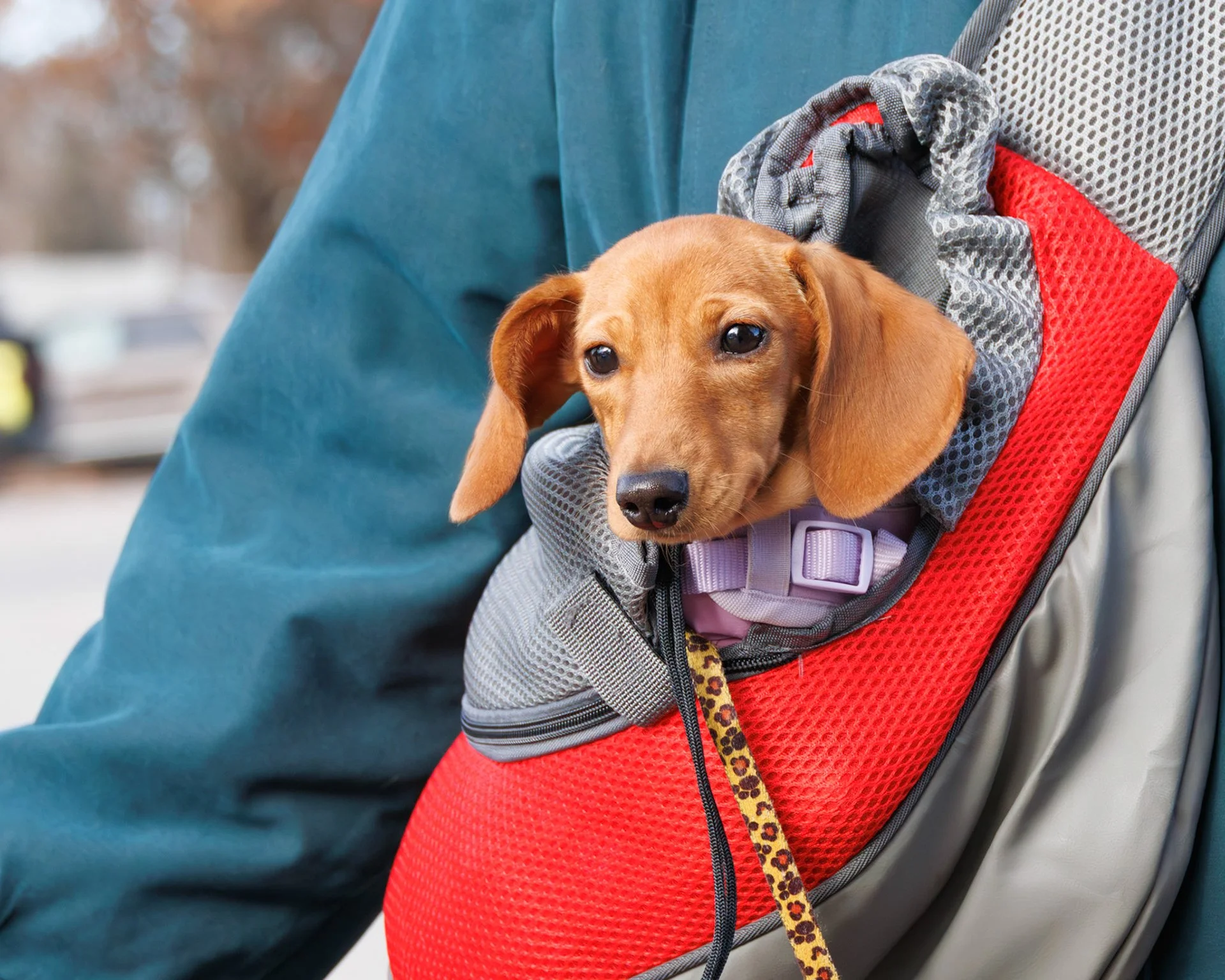 A brown puppy with floppy ears and dark eyes is inside a red and gray pet carrier attached to a person's shoulder. The person is wearing a teal jacket.