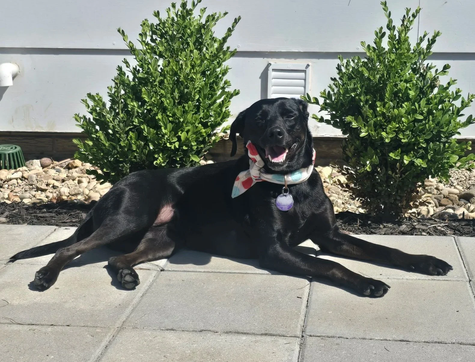 Black dog lying on sidewalk in front of green bushes, with a colorful bandana around its neck and a purple tag on its collar, smiling with its tongue slightly out.