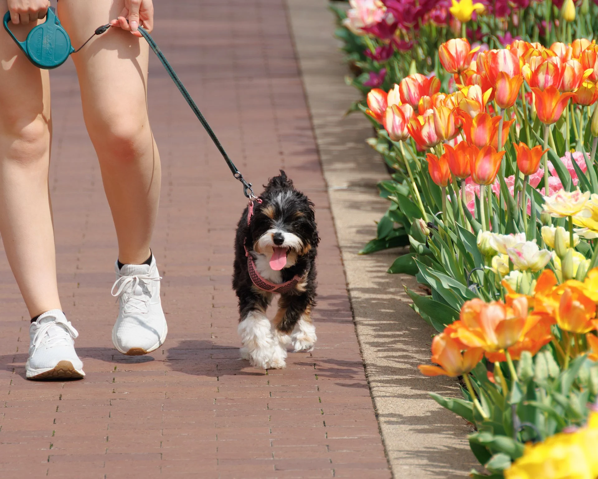 Person walking a small black and white puppy on a leash along a brick pathway lined with colorful tulips.
