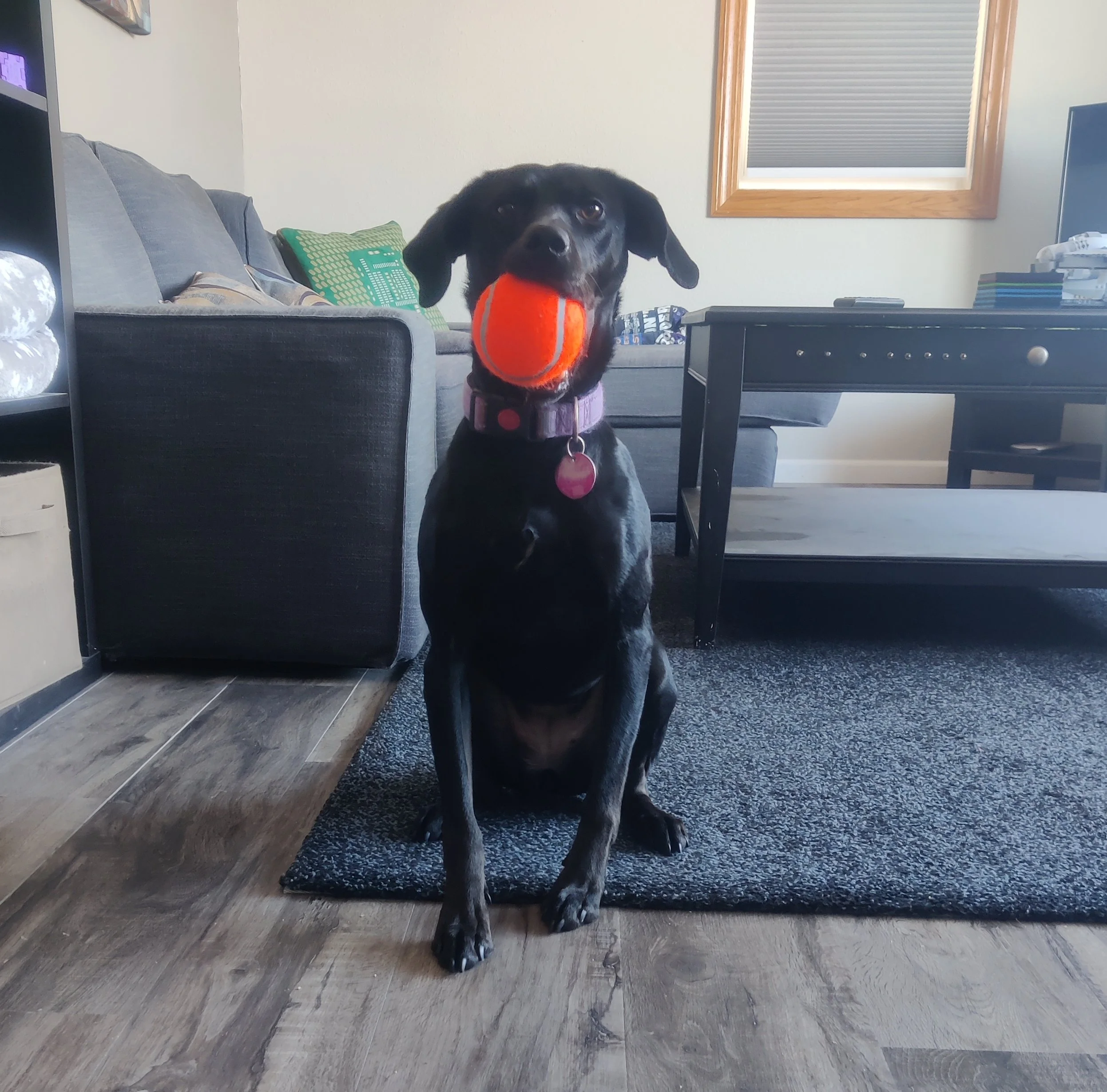 A black dog with a white chest and paws sitting indoors on a black area rug, holding an orange tennis ball in its mouth, with a gray couch, green pillow, and a small black table in the background.