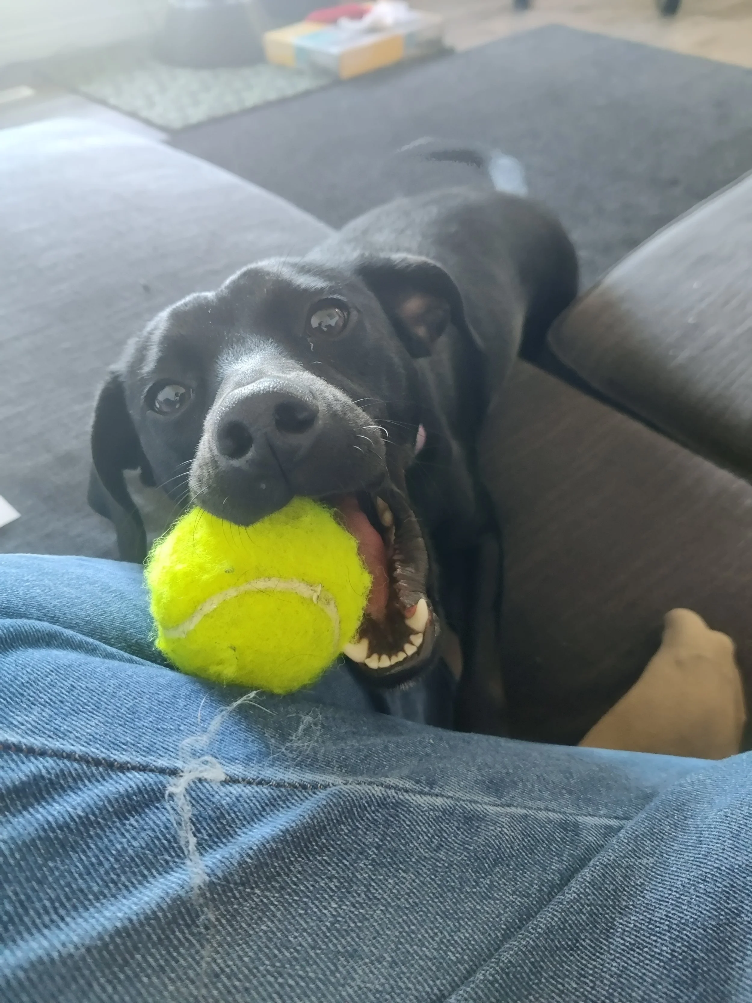 A black puppy with white markings on its face holding a yellow tennis ball in its mouth, lying on a person's lap wearing blue jeans.