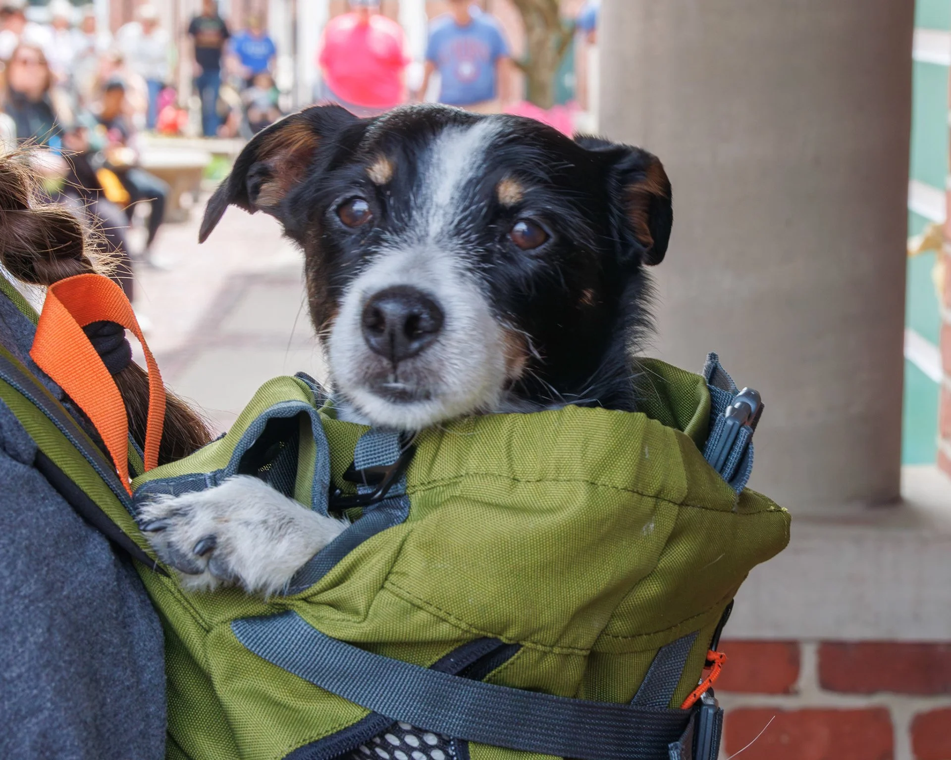 Close-up of a black and white puppy in a green harness being held by a person, with a blurred background of people and buildings outside.