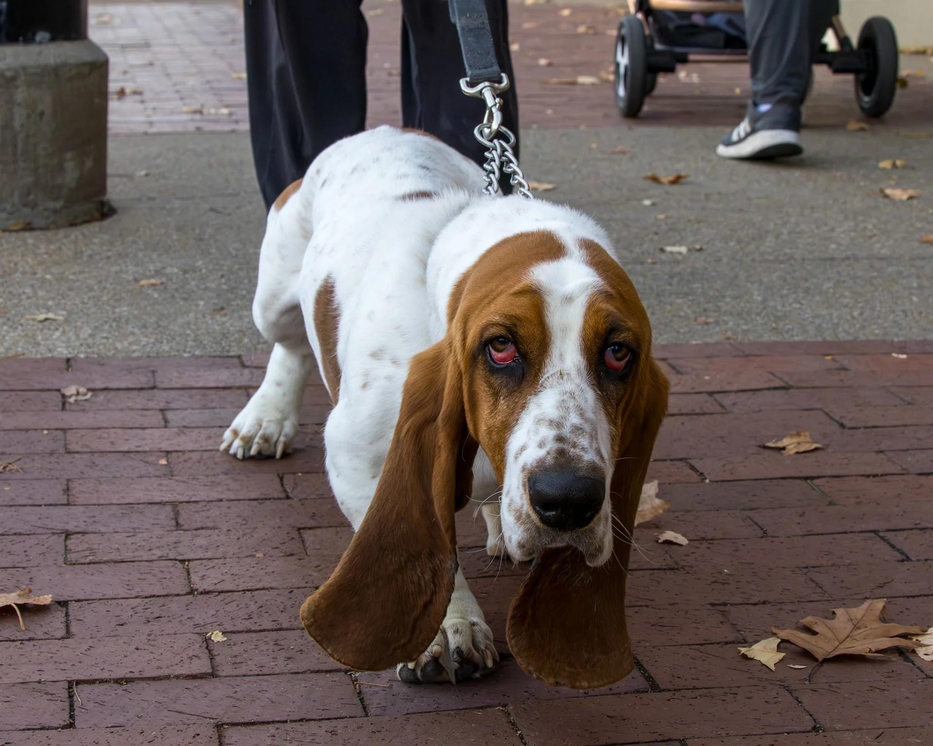 A brown and white basset hound puppy on a leash, standing on a brick sidewalk with fallen leaves, with another dog and a stroller in the background.
