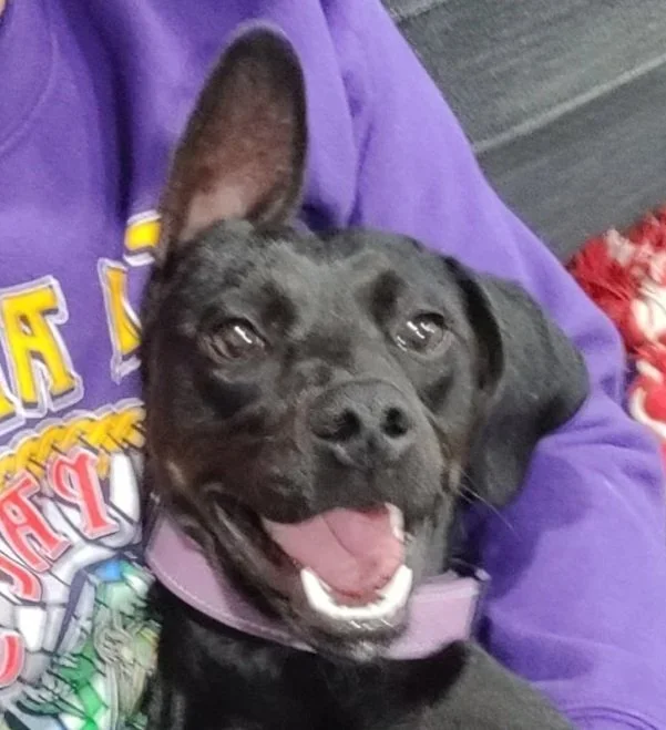 A black dog with one floppy ear and one erect ear, wearing a purple collar, sitting on a person's lap. The person is wearing a purple hoodie.
