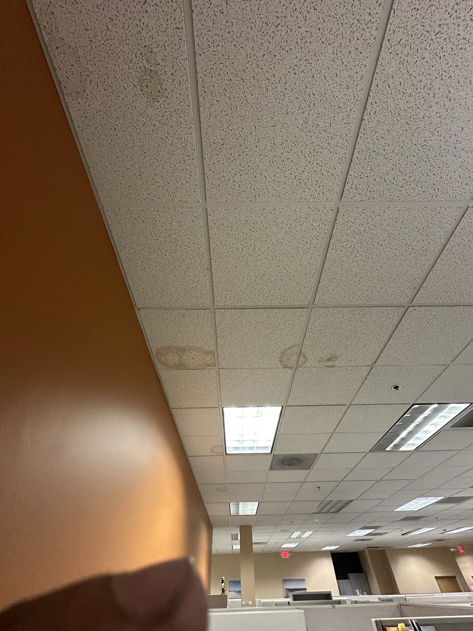 What to do When your roof Starts leaking