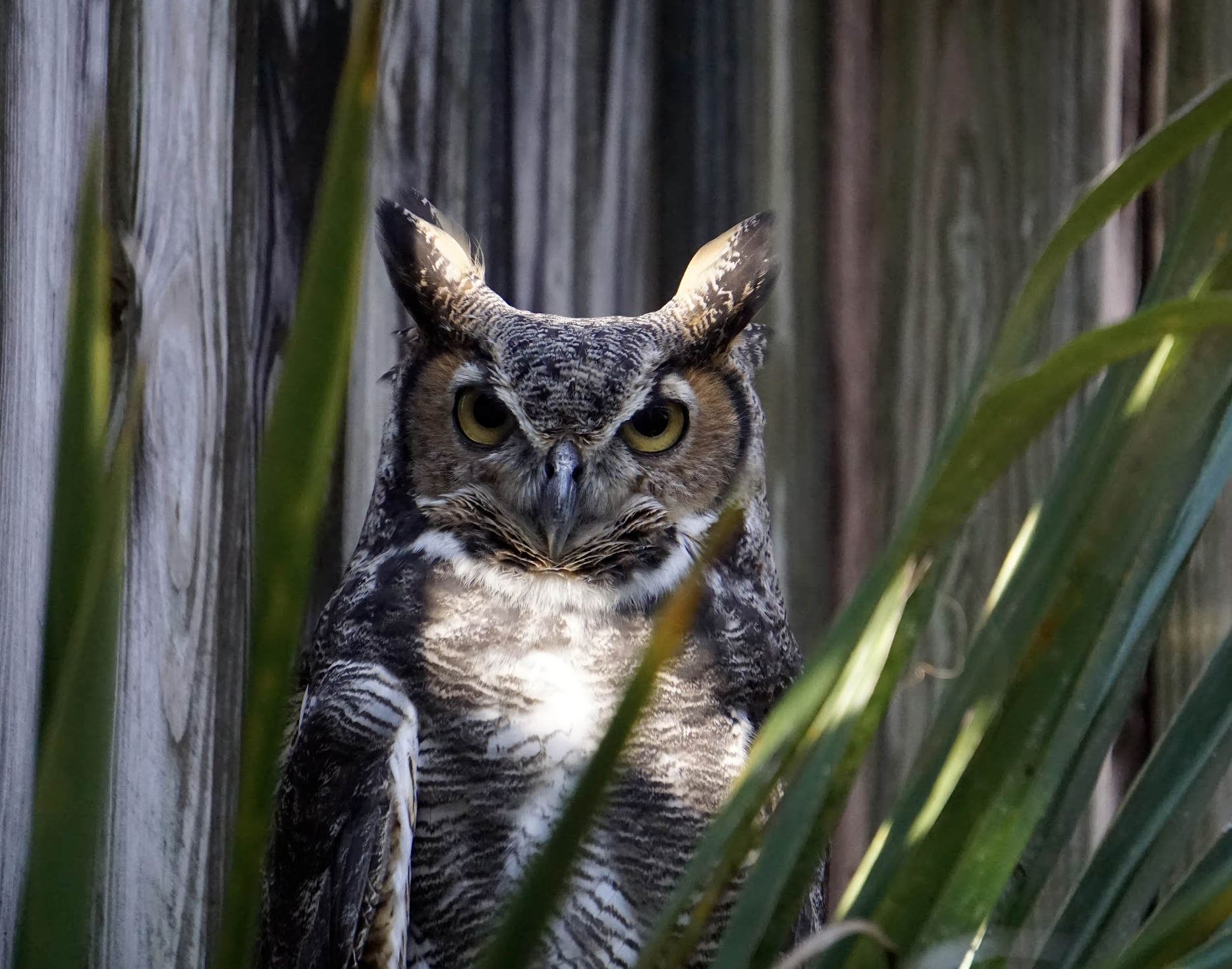 Owls