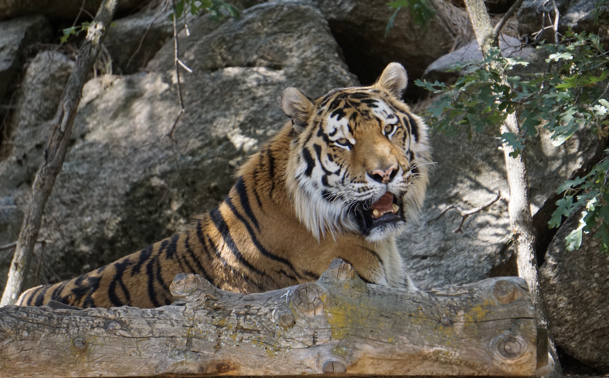 Cheyenne Mountain Zoo