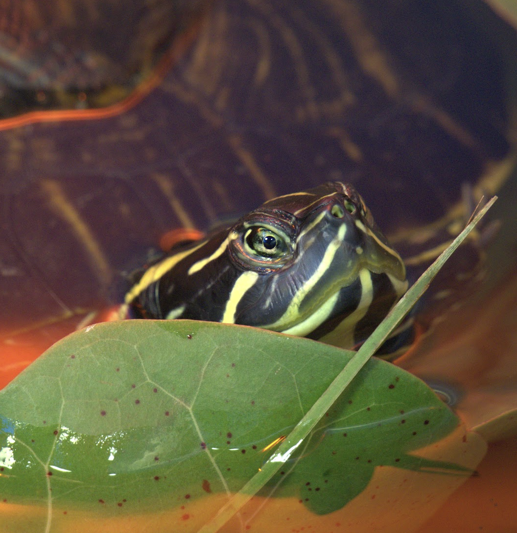 Reptiles