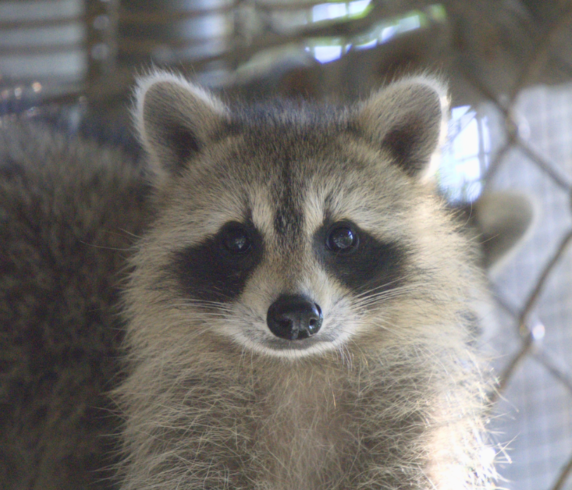 Raccoons
