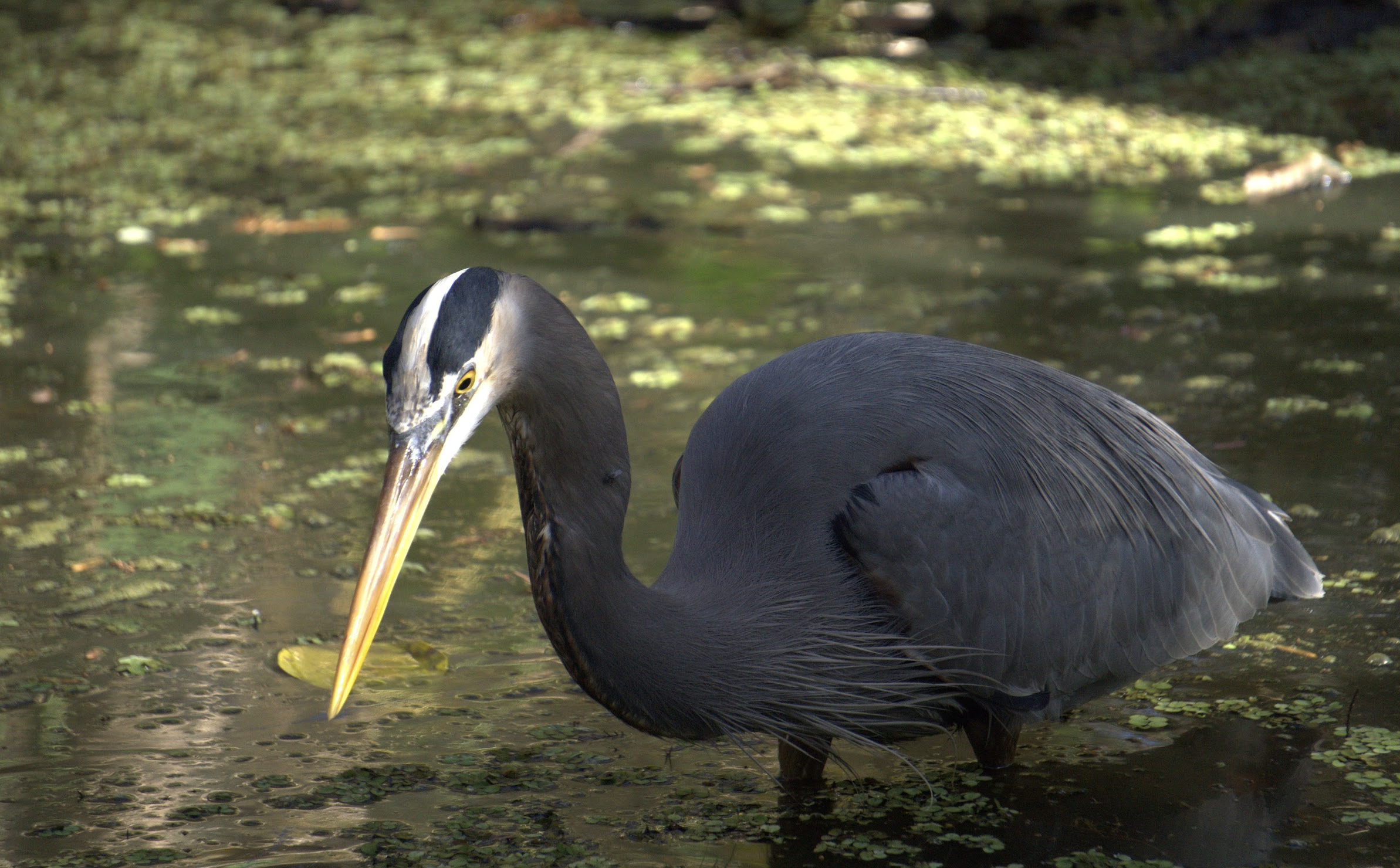 Corkscrew Swamp Sanctuary