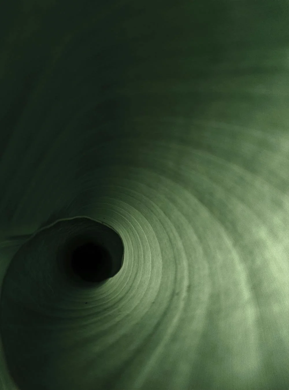 Close-up view inside a green leaf's spiral structure, showing its curved, textured surface and central dark cavity.