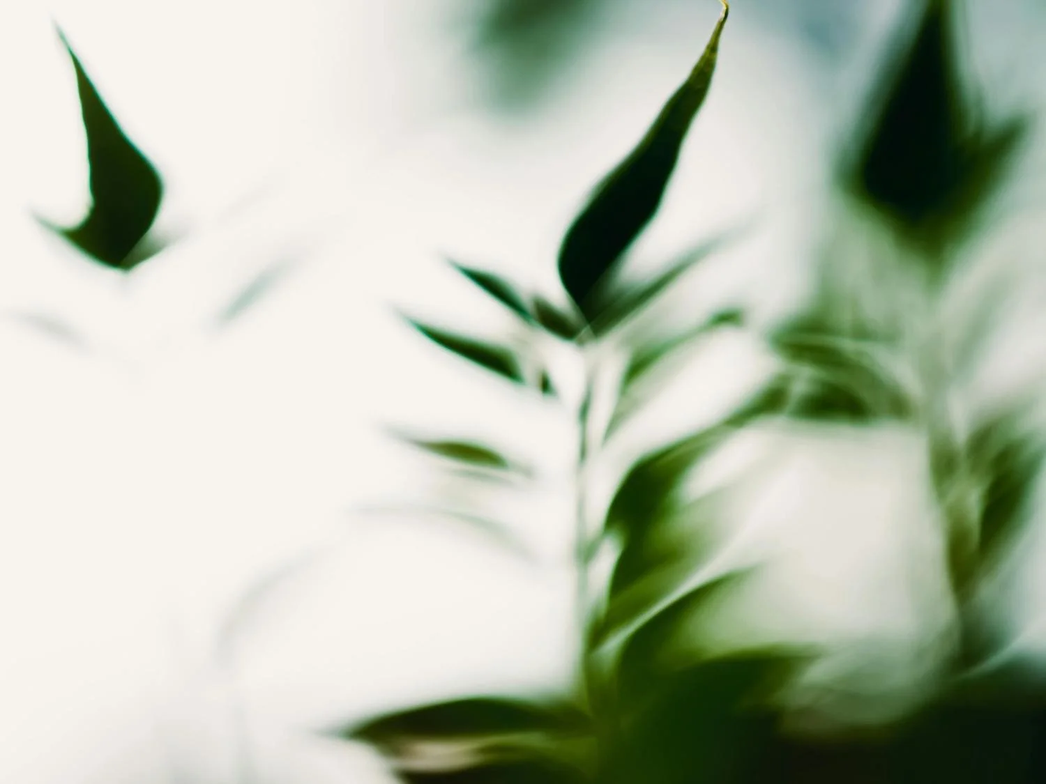 Close-up of green leaves with a soft focus background.