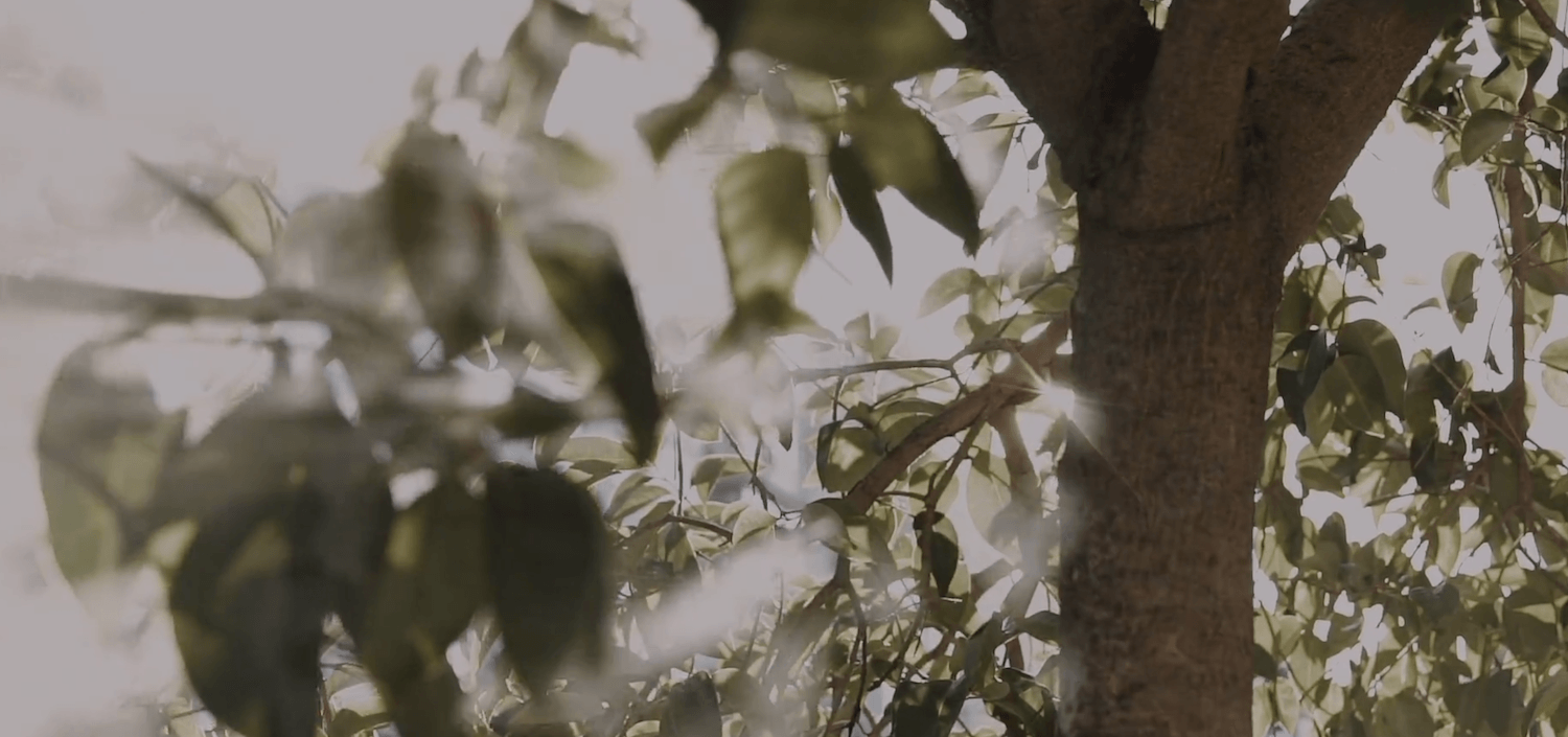 leaves and trees.png
