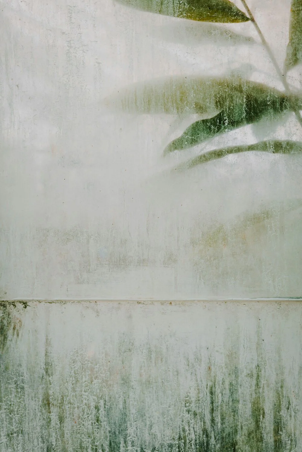 Frosted window with green leaves pressed against it.