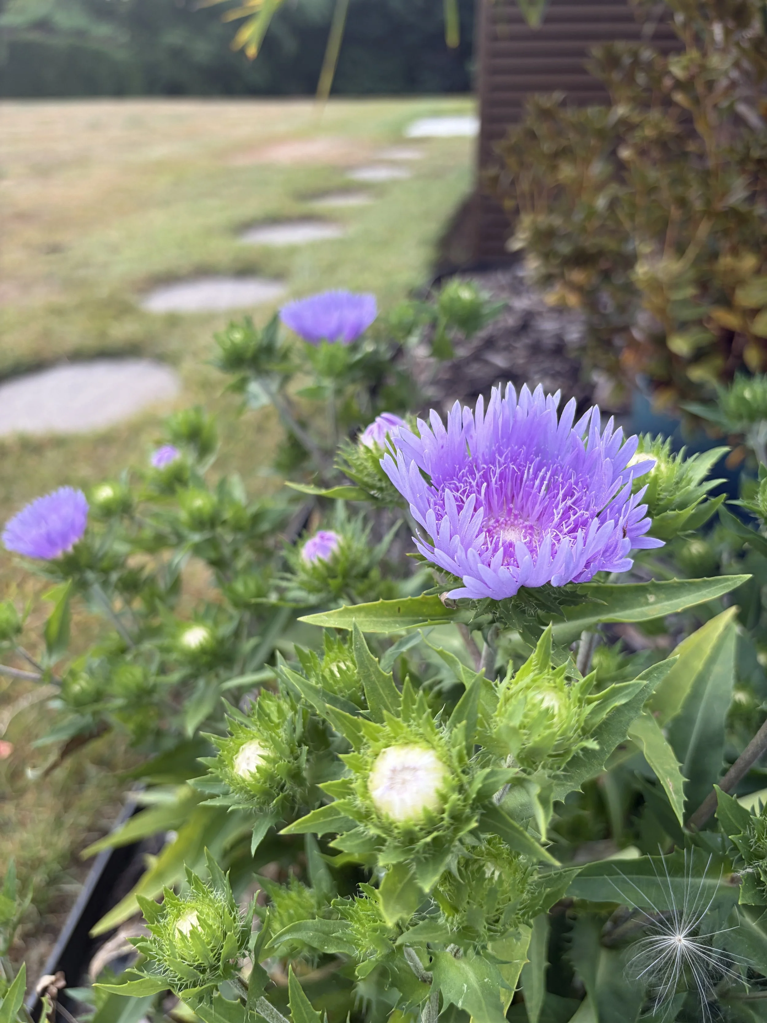 Close-up of purple thistle flowers and spiky green foliage in a garden.