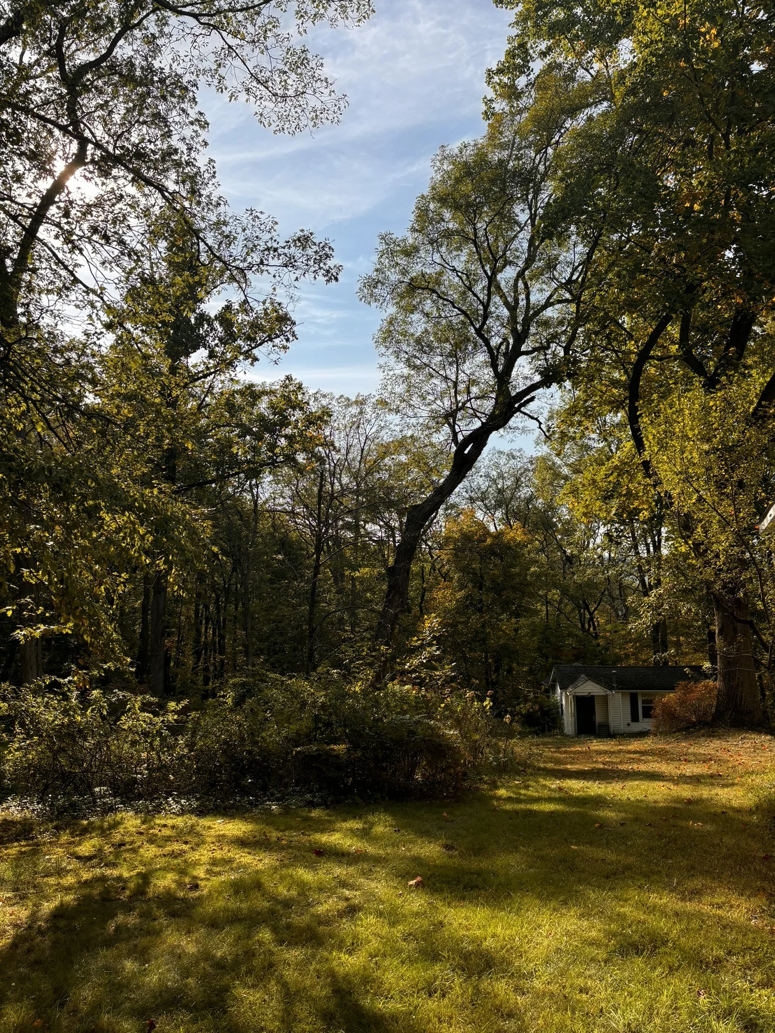 A backyard with green grass, trees with fall foliage, a small house with a shed, and blue sky with some clouds.