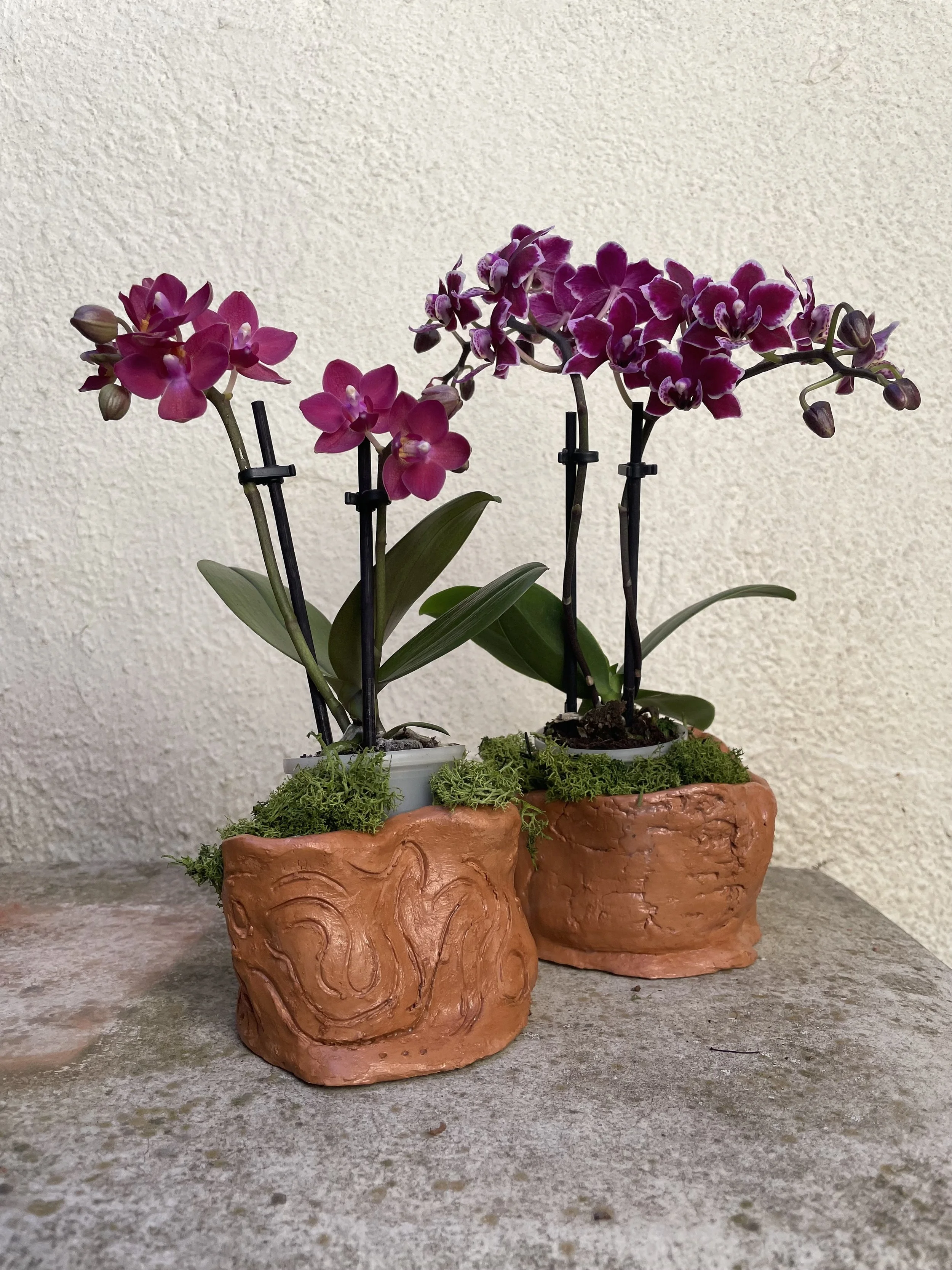 Orchids in experimentation pots