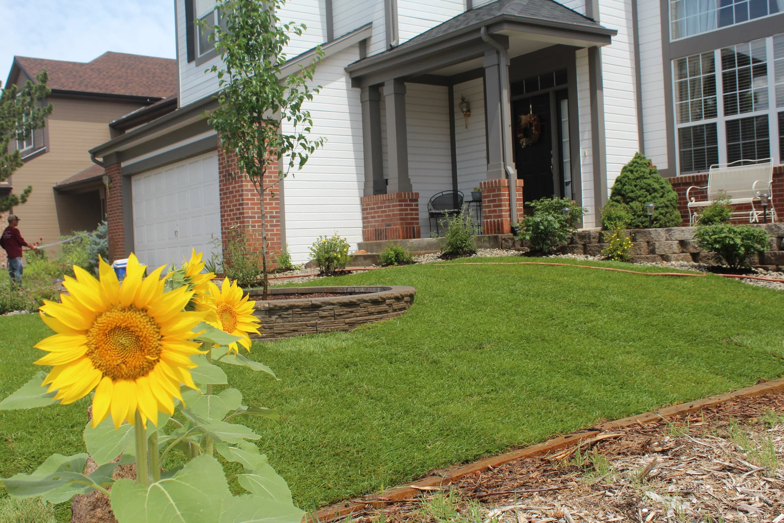Highlands Ranch front yard sod planter sunflowers tree 