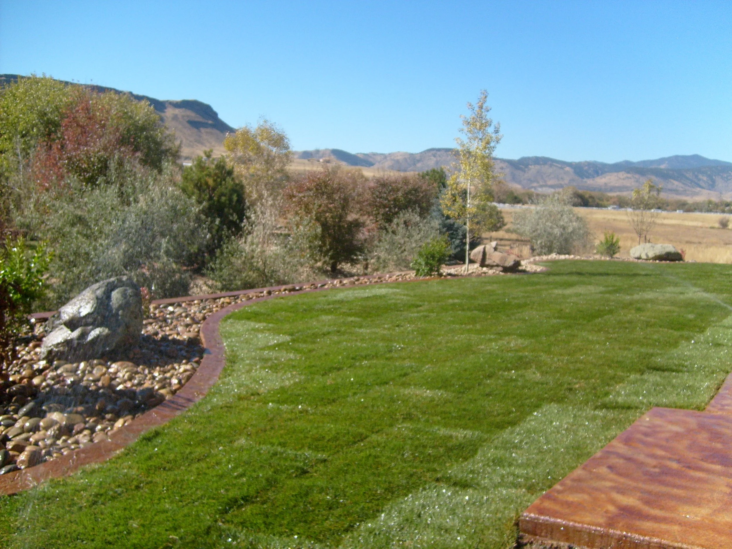 Golden back yard sod boulders trees and edging