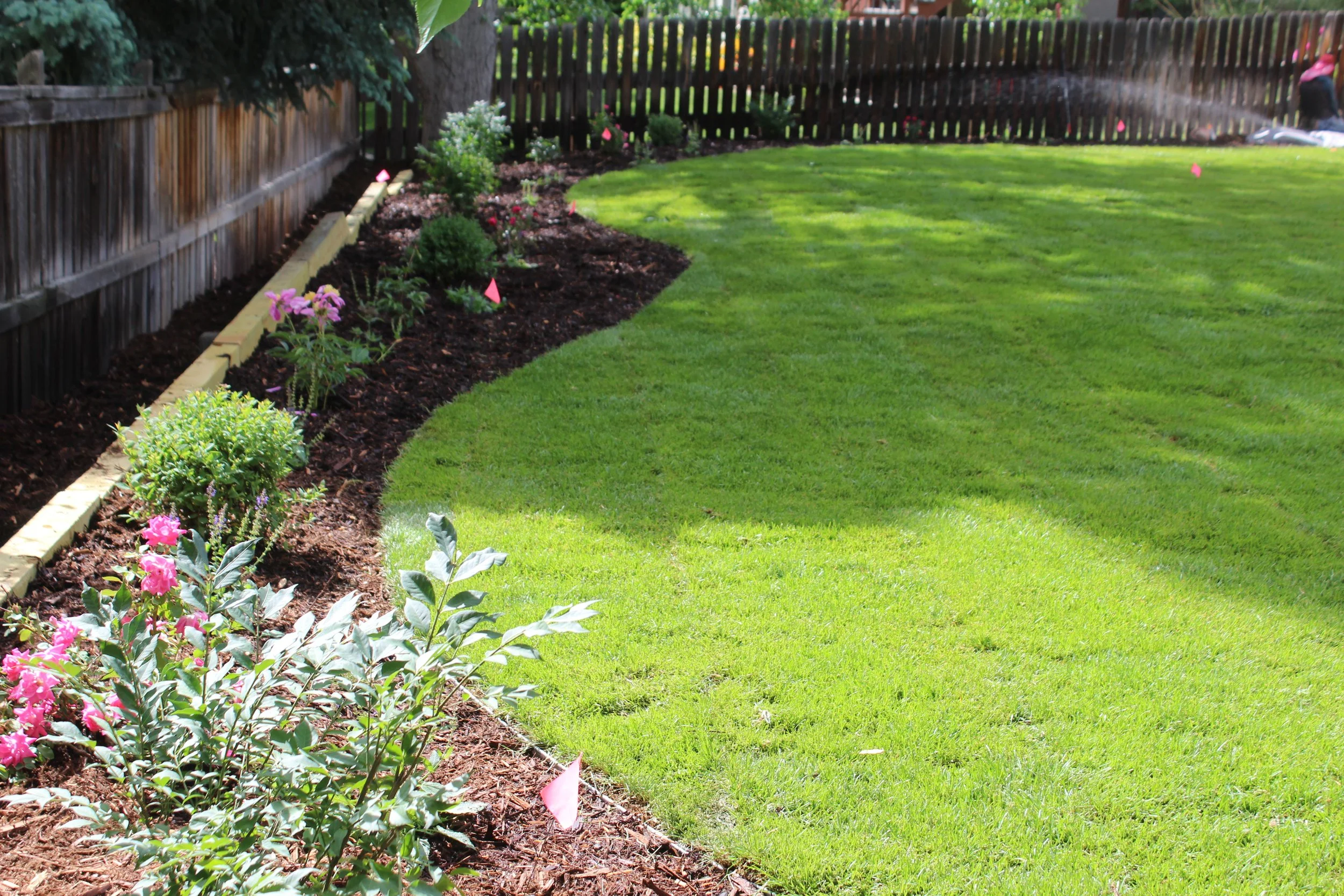 Highlands Ranch Backyard with flowering perennials and mulch border