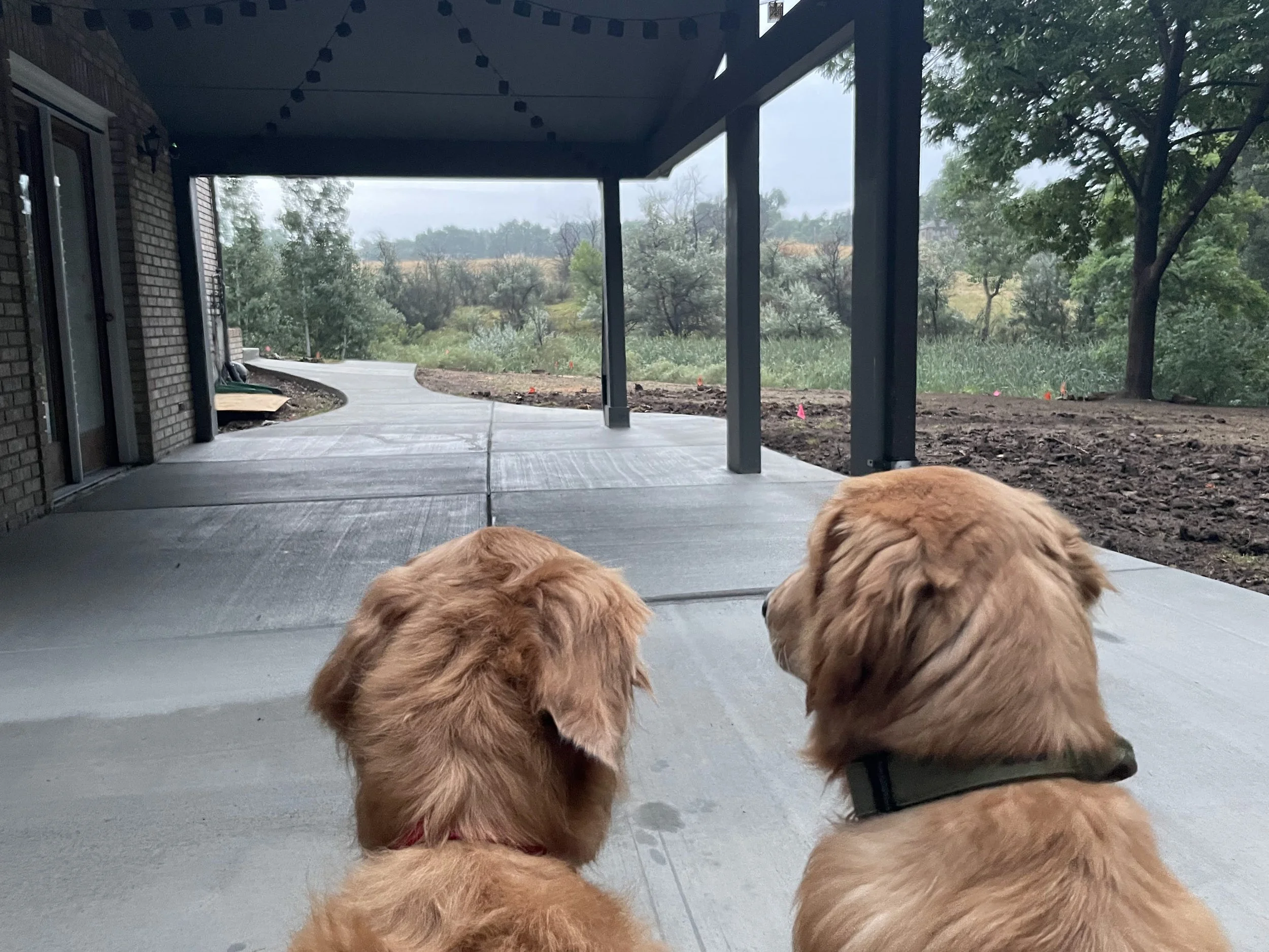 Golden Retrievers overlooking their new concrete patio