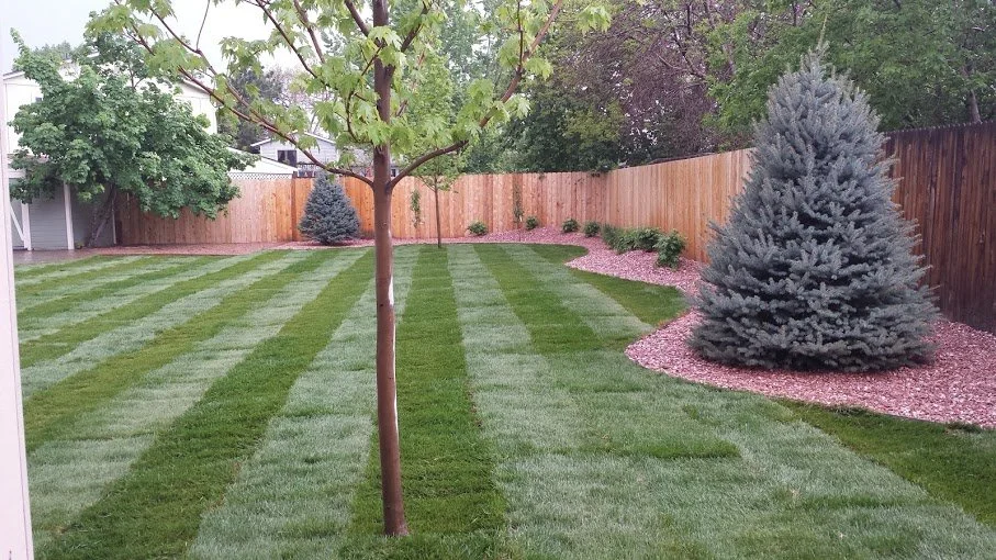 A well-maintained backyard with neatly striped green grass, a young tree, two large blue spruce trees with mulch beds, and a wooden privacy fence.