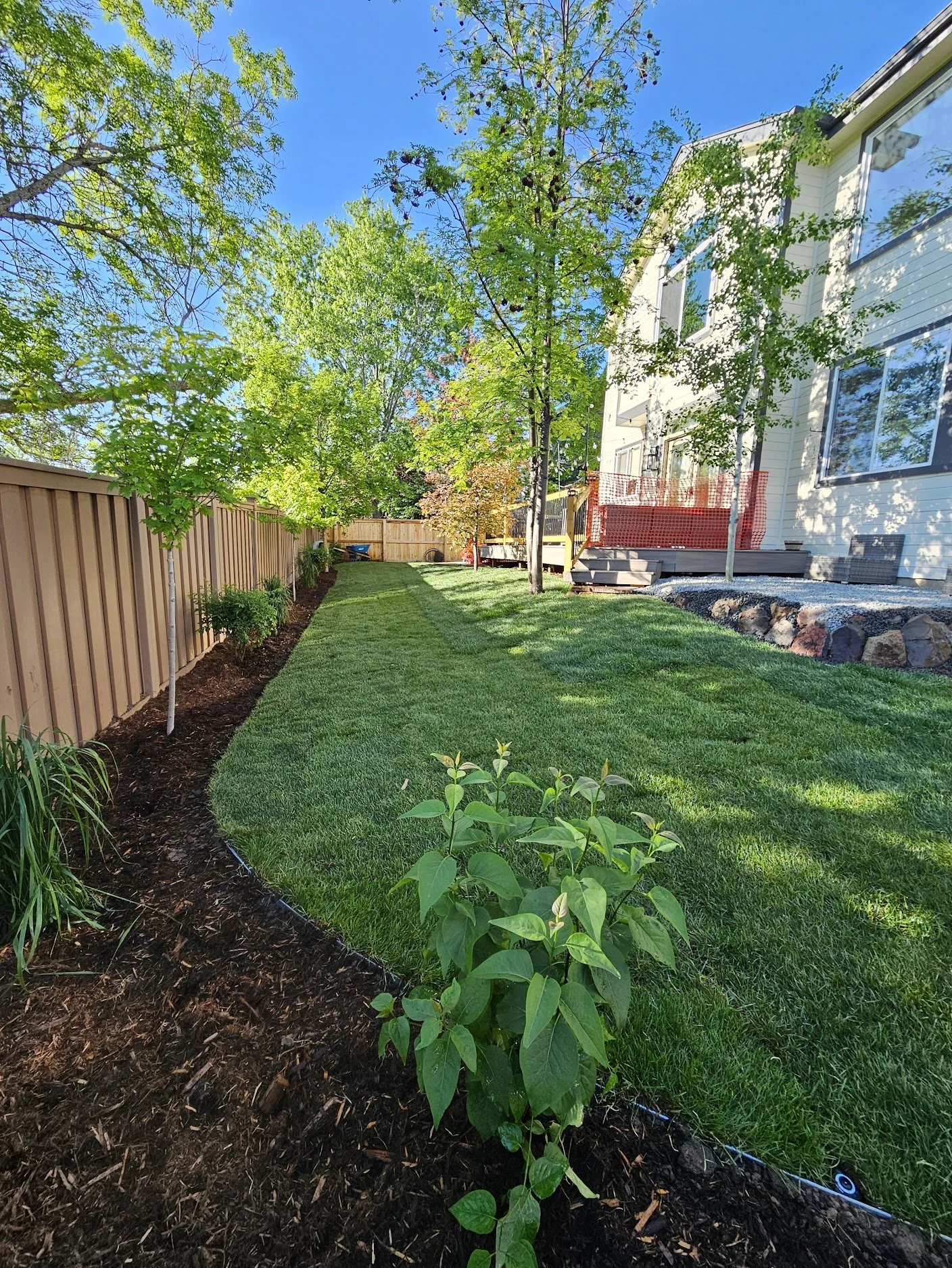 Highlands Ranch BackYard with lush green sod and shrubs