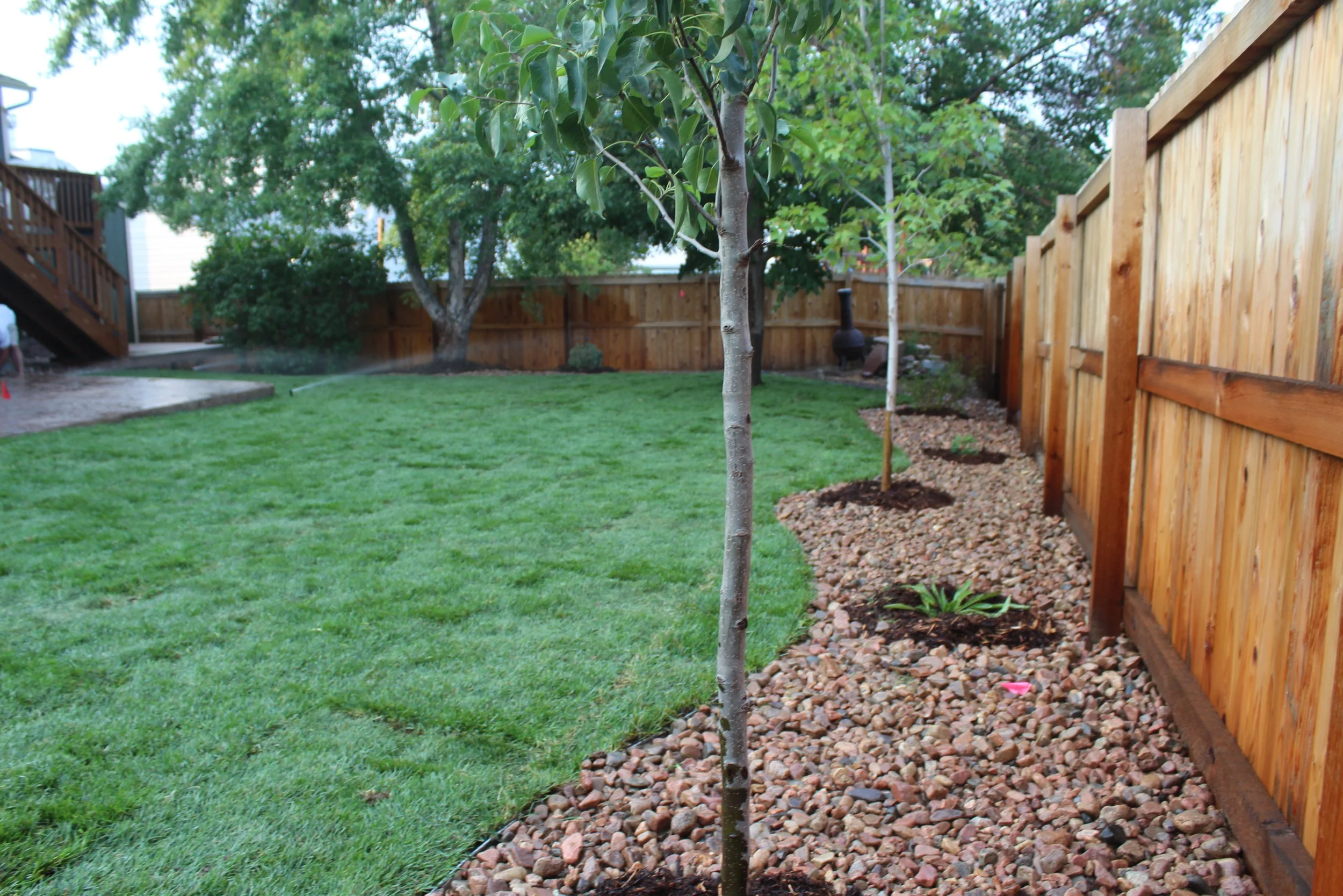 Littleton back yard with trees sod and shrubs