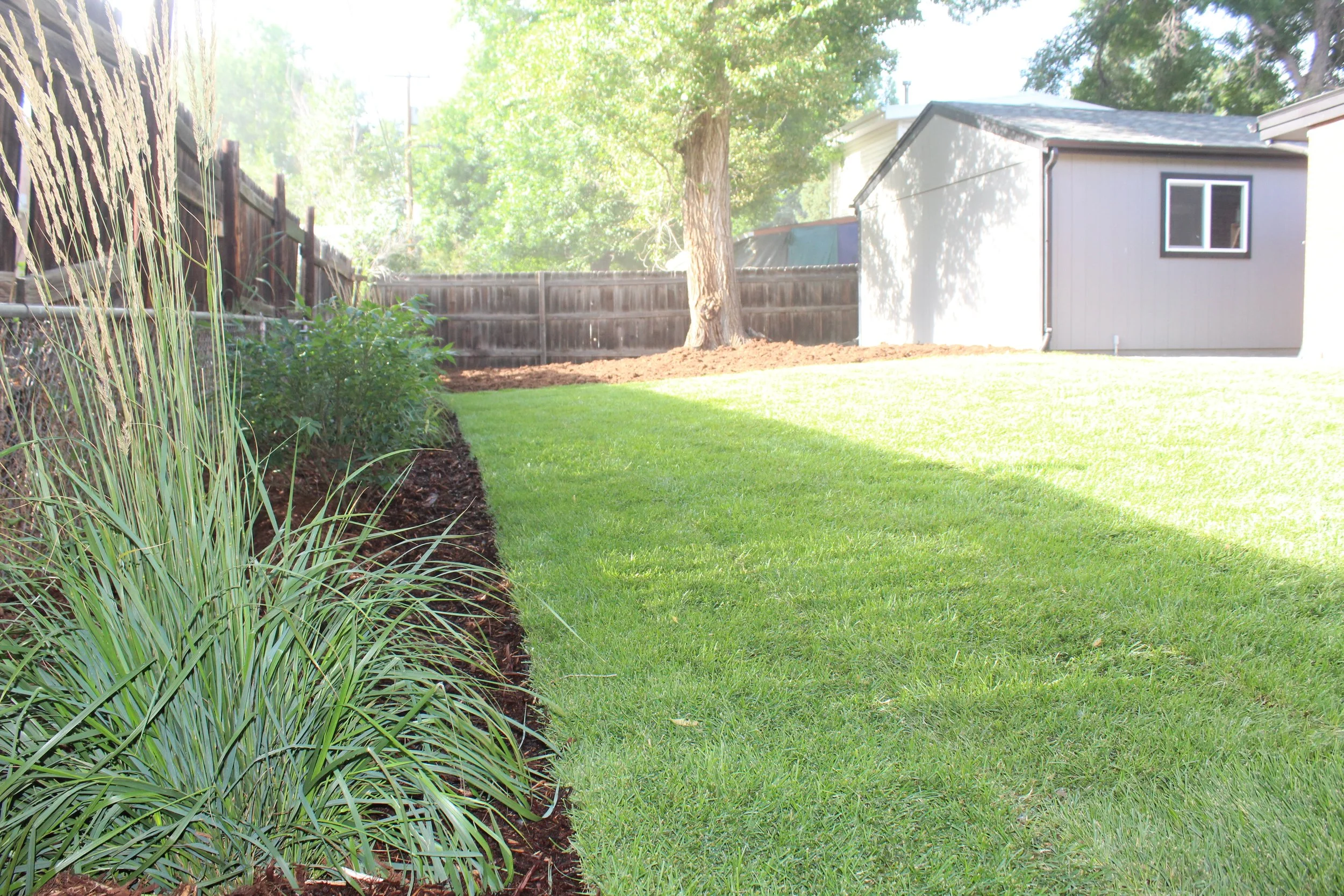Arvada back yard sod with fountain grasses