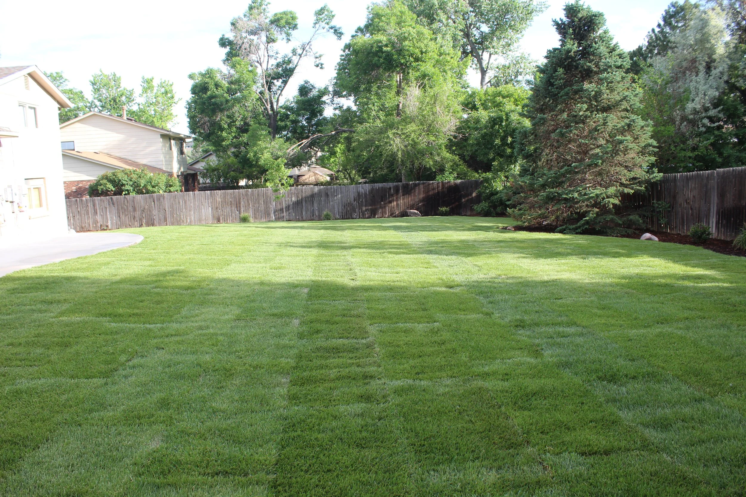 Littleton back yard green grass
