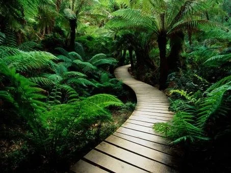 Psychotherapy - Individual