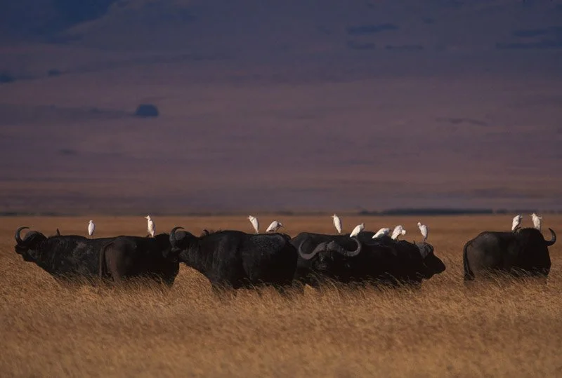 004-AFRICA-TANZANIA-NGORONGORO-Buffalo-01.jpg
