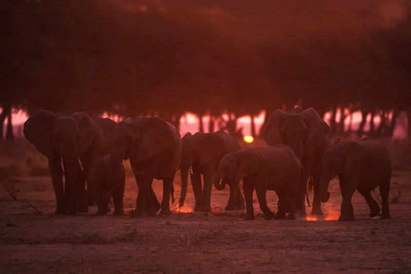 009-AFRICA-ZIMBABWE-MANA.POOLS-Elephant-03.jpg